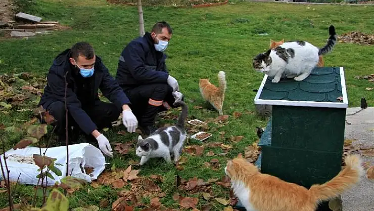 'Sokağa çıkma kısıtlamasında sokak hayvanları unutulmadı'
