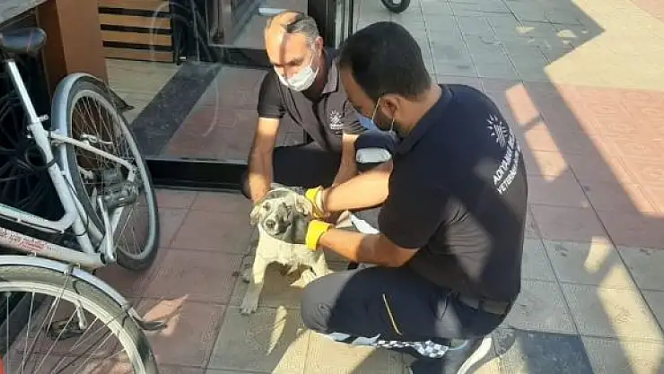 'Sokak hayvanları sağlık kontrolünden geçiriliyor'