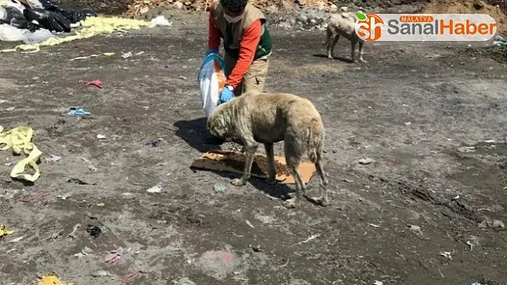 Sokak hayvanları unutulmuyor