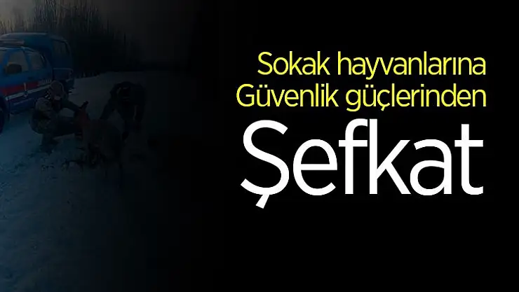 Sokak hayvanlarına güvenlik güçlerinden şefkat