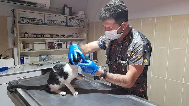 'Sokak hayvanlarına yönelik çalışmalarını sürdürüyor'