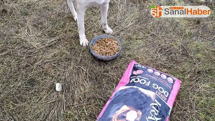 Malatya´da Sokak hayvanlarını unutmadılar