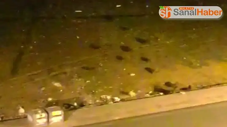 Sokakları boş bulan domuz sürüsü kent merkezine indi