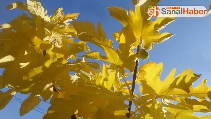 Sonbaharda incir ve armut ağacı meyve verdi