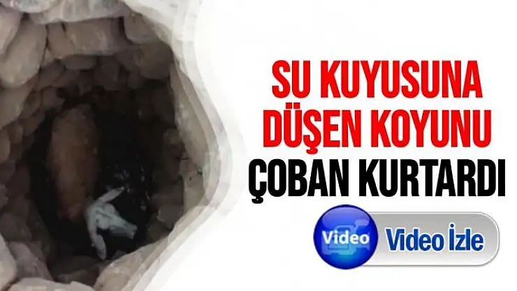 Su kuyusuna düşen koyunu çoban kurtardı