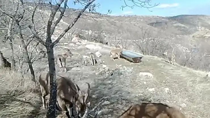 'Su ve yiyecek ihtiyacını karşılayan dağ keçileri, fotokapanla görüntülendi'