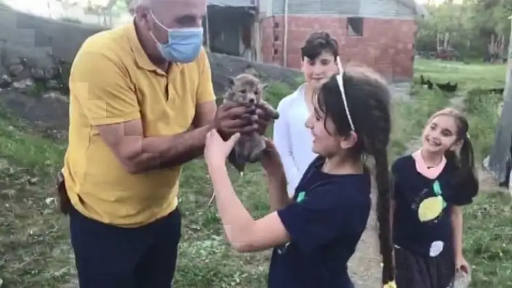 'Sulama havuzunda mahsur kalan yavru tilkiler kurtarıldı'