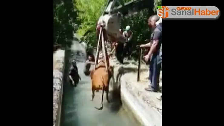 Malatya´da Sulama kanalına düşen ineği itfaiye kurtardı