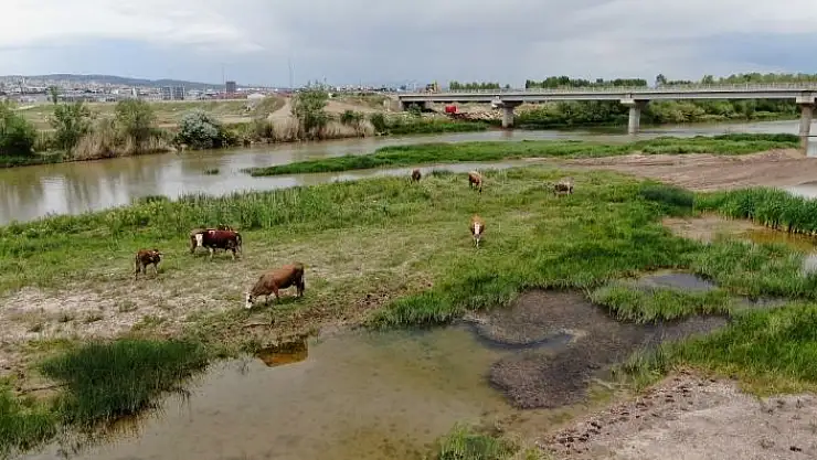 'Sular çekildi, hayvanlara otlak oldu'