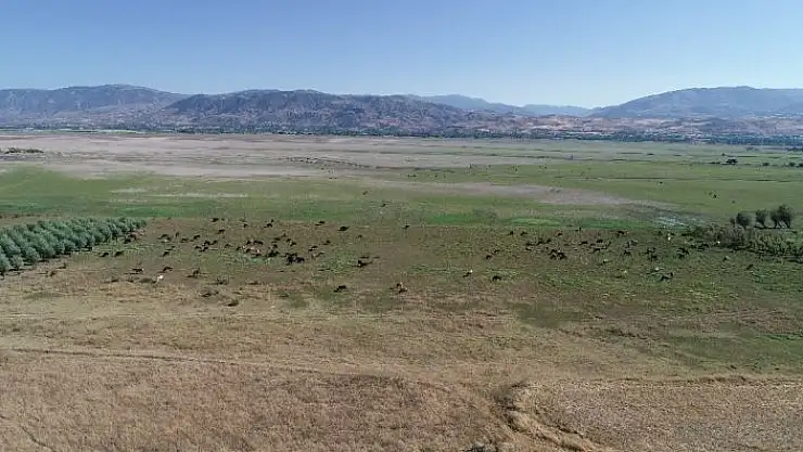 'Suların çekildiği baraj gölü, hayvanlara otlak oldu'