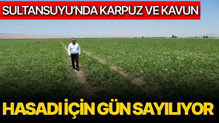 Sultansuyu´nda karpuz ve kavun hasadı için gün sayılıyor