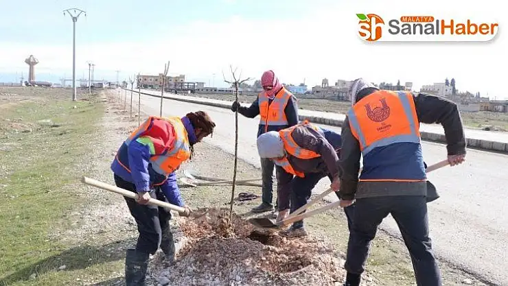 Suriye'nin kuzeyi Barış Pınarı ile yeşilleniyor