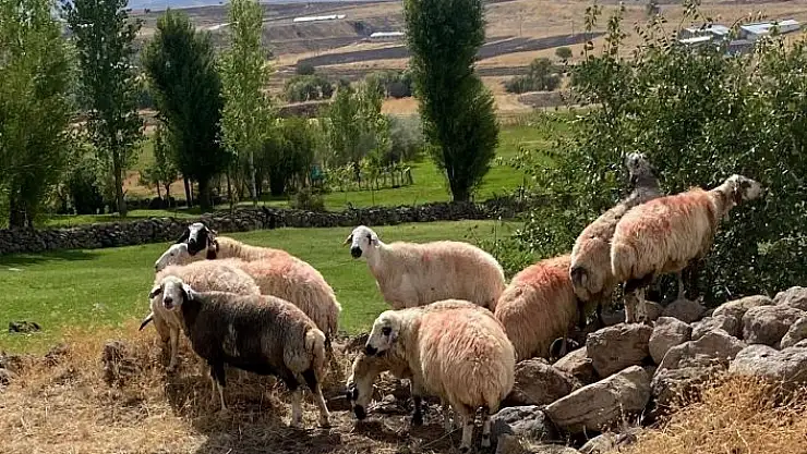 'Sürüden ayrılan koyunlar vatandaş ve jandarma iş birliği ile bulundu'