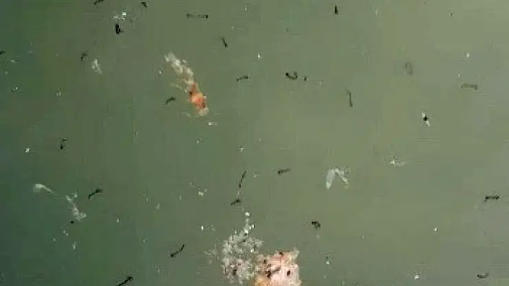 'Süs havuzlarında haşereler üredi'