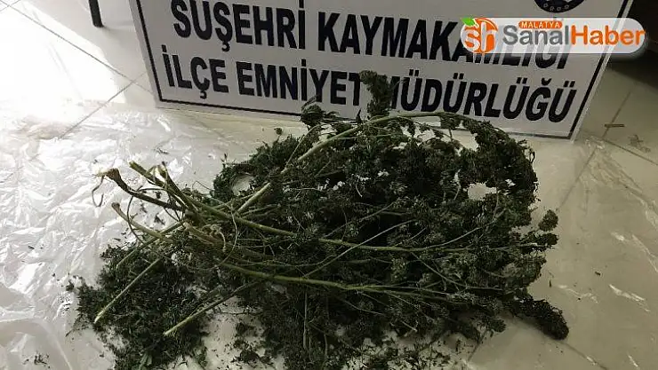 Susehri'nde uyuşturucu operasyonları