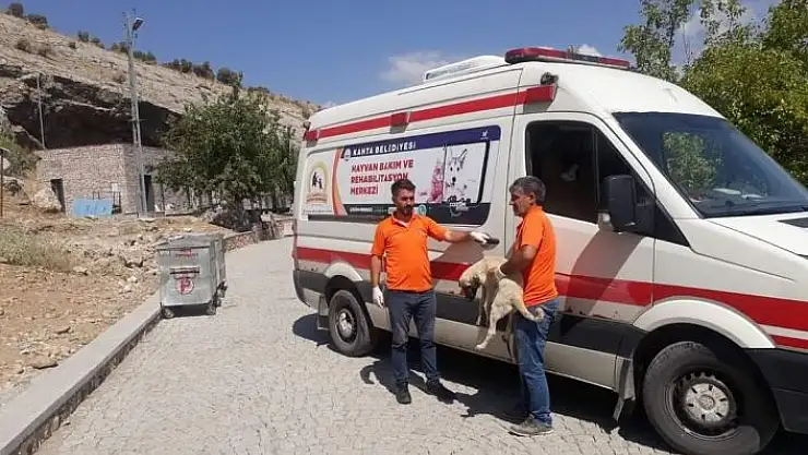'Tarihi alandaki başı boş köpekler toplandı'