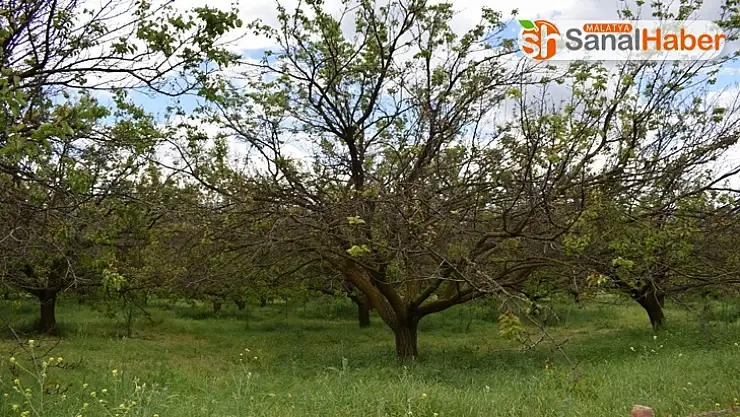 Tarım ilacı kayısı ağaçlarını kuruttu