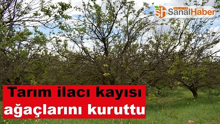 Tarım ilacı kayısı ağaçlarını kuruttu