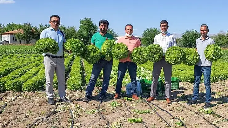 'Tarladan tüketiciye sebze'
