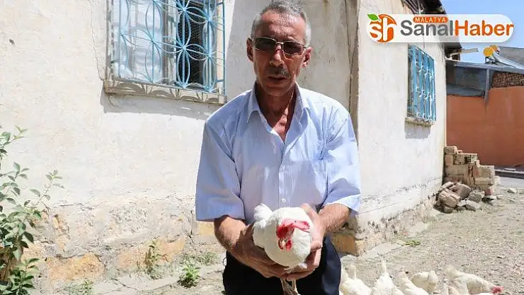 Tavukları için kiraladığı evi kümese dönüştürdü