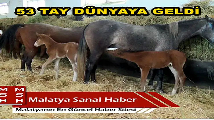 YENİ ŞAMPİYONLAR DOĞUYOR 