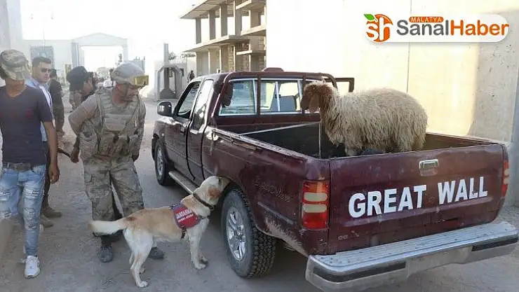 Telabyad ve Resulayn'da drone ve bomba arama köpeği devri