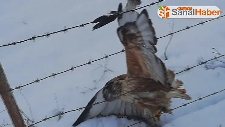 Tellere takılan kartalı özgürlüğüne kavuşturdu