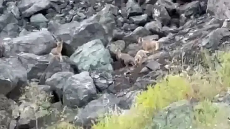 'Tilki yavrularının oyun anları kamerada'
