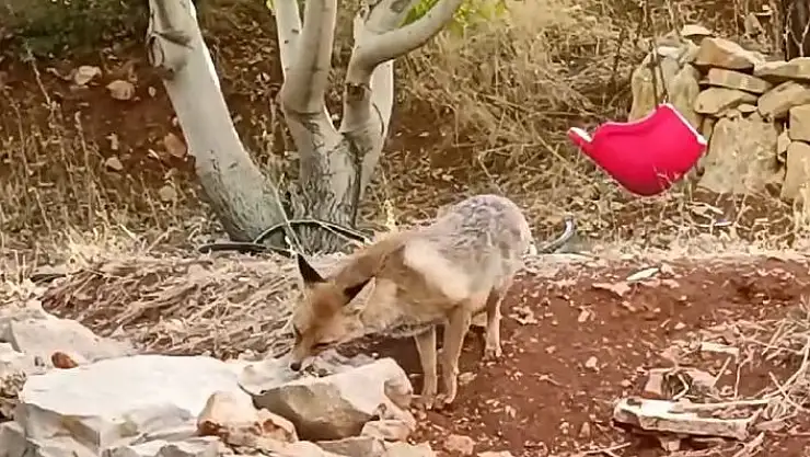 'Tilkiye çocukları gibi baktılar'