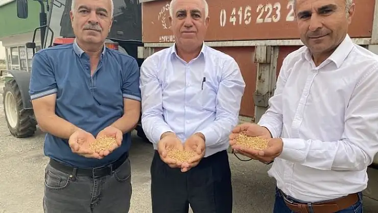 'TMO, hububat alımlarına başladı'