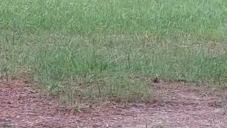 'Top cambazı karganın hareketleri şaşırttı'