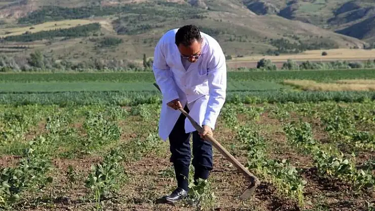 'Traktör koltuğuna geçen dekan, bilim için tarla sürüp çapa yapıyor'