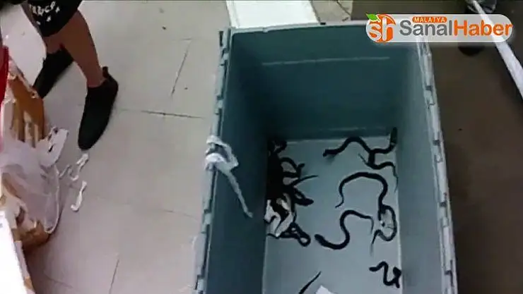 Tren içinde kobra yılanı yavruları bulundu