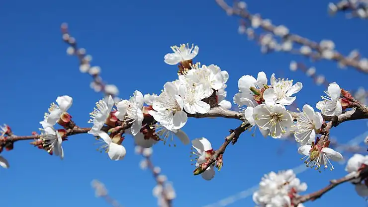 ZİRAİ DON BEKLENİLİYOR