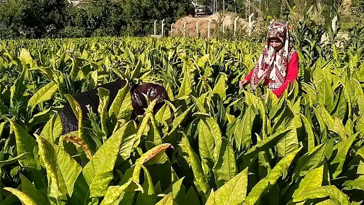 'Tütün tarlasından tıp fakültesine'