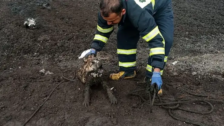 'Üç köpek balçıkta mahsur kaldı'