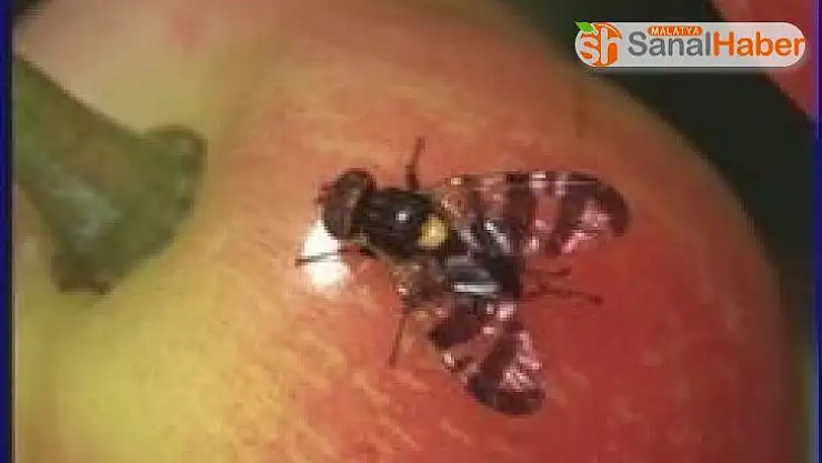 Üreticiler kiraz sineğine karşı uyarıldı