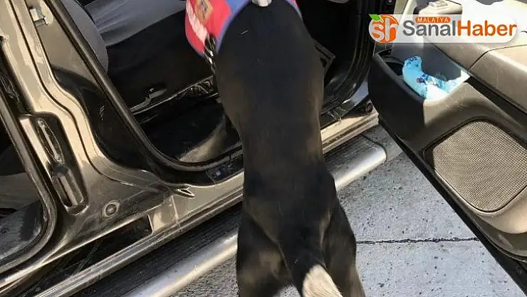 Uyuşturucu tacirleri Narkotik Köpeği 'Salgın'a takıldı