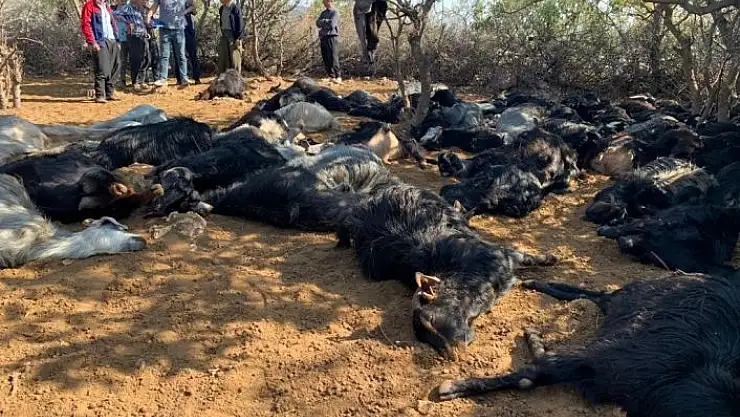 'Üzerine yıldırım düşen 78 hayvan telef oldu'