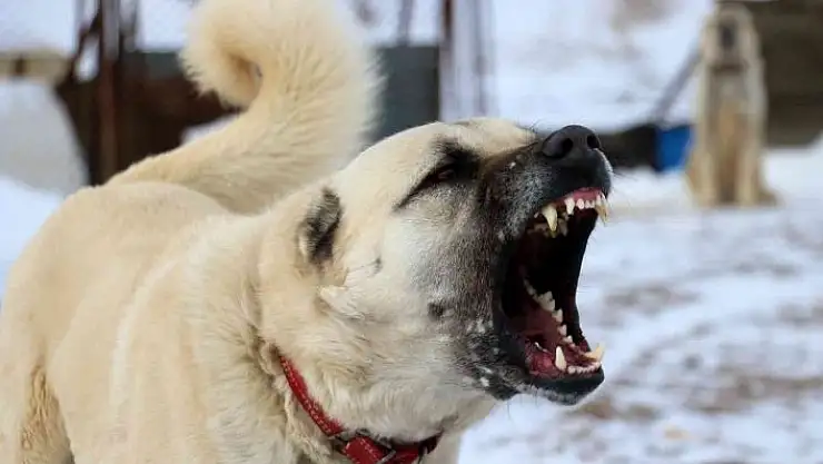 'Uzmanı anlattı, Kangallar kurtlardan bir adım önde'