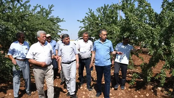 'Vali Çuhadar, meyve fidanı üretim merkezini inceledi'