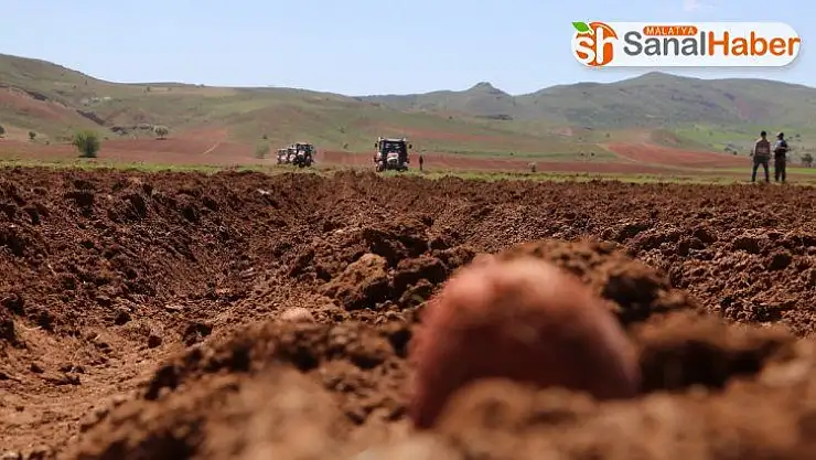 Vali traktör koltuğuna geçti, patates ve pancar ekti