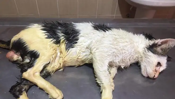 'Vücudunu tümör kaplayan kedi sağlığına kavuşturuldu'