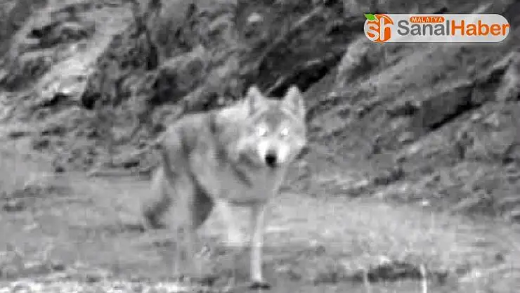 Yaban hayatı böyle görüntülendi