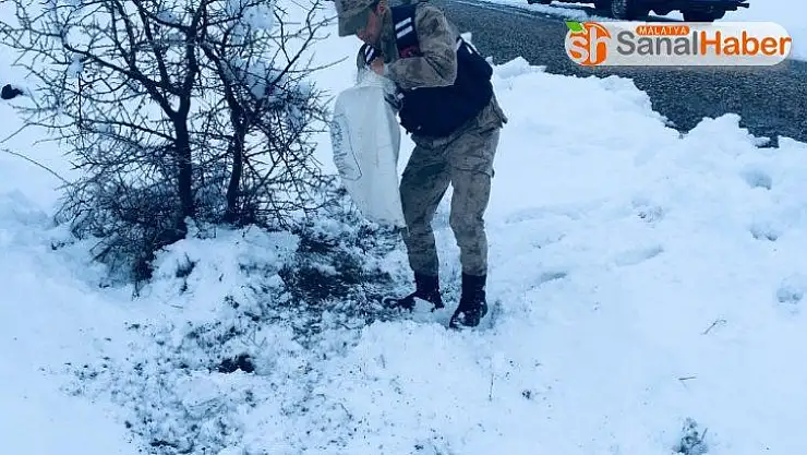 Malatya´da Yaban hayvanlarına Jandarma şefkatı