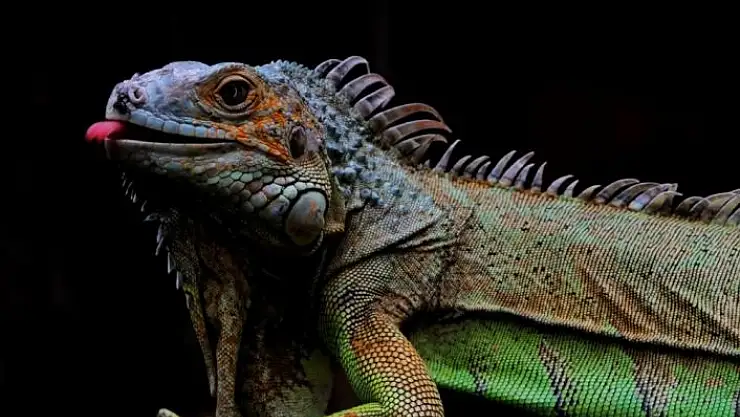 'Yaban hayvanlarının izinde'