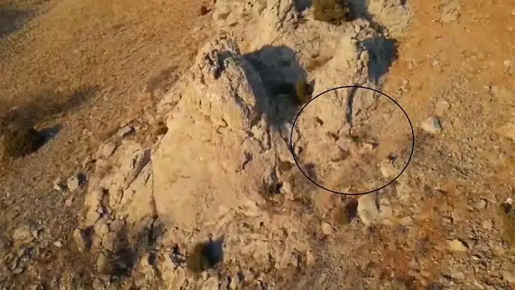 'Yaban keçileri drone yakalandı'