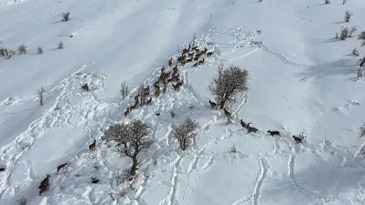 'Yaban keçileri gökyüzünden görüntülendi'