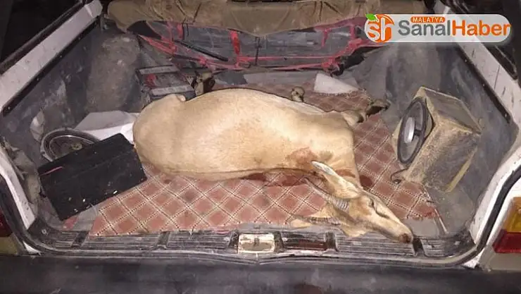 Yaban keçisini avlayan şahıslar yakalandı