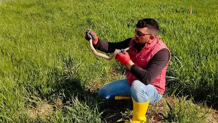 'Yakaladığı yılanla kedi yavrusuyla oynar gibi oynadı'